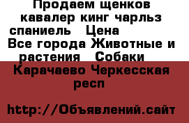 Продаем щенков кавалер кинг чарльз спаниель › Цена ­ 60 000 - Все города Животные и растения » Собаки   . Карачаево-Черкесская респ.
